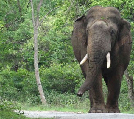  エレファント・ウォーク: 壮大なインドの冒険と心の旅